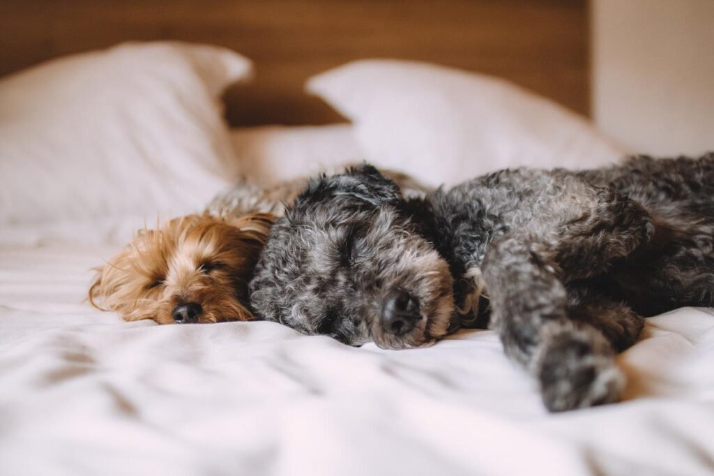 dogs, pets, canine-1284238.jpg